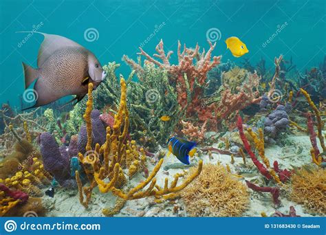 Colorful Marine Life In A Reef Of The Caribbean Sea Stock