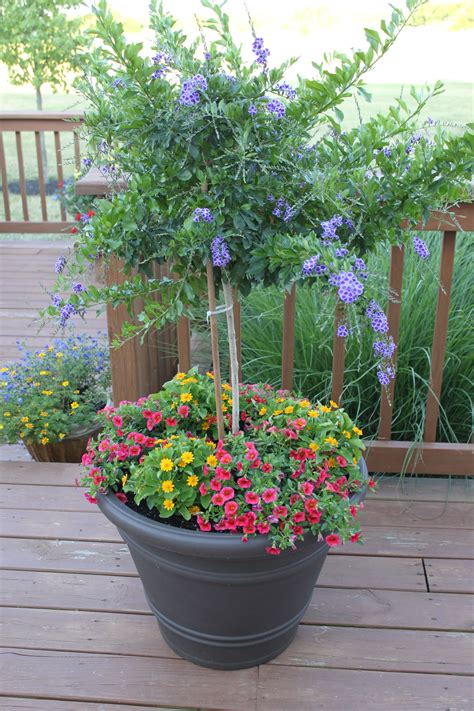 Pin By Amy Curtis On Garden Party Container Gardening Outdoor