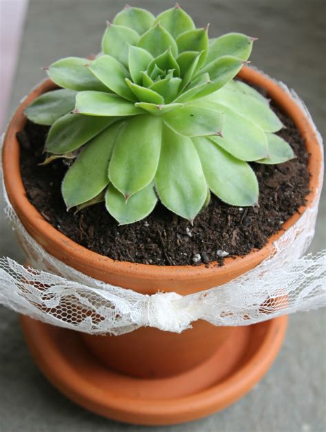 Planty Projects Diy Succulents In Mini Lace Terra Cotta