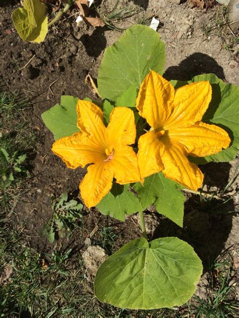 May 23 Blooms On The Pumpkin Vines Plant Leaves Plants Vines