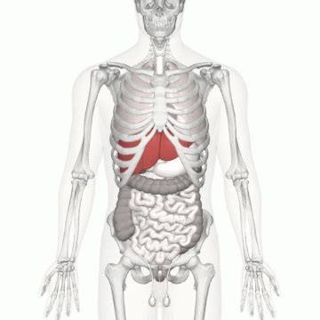 The spleen sits under your rib cage in the upper left part of your abdomen toward your back. Location of the liver | Hepatitis C Trust