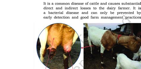 2 Mastitis In Goat A Enlarged View Of Mastitic Udder B Mastitis In