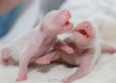 This Years First Pair Of Twin Panda Born In Southwest Chi