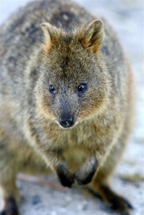 Quokka marsupial is on facebook. 37 best Australia's Cute Animals: Kangaroos + Wallabies ...