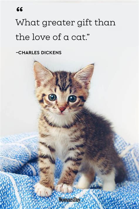 45 Adorable Cat Quotes That Will Melt Your Heart Artofit