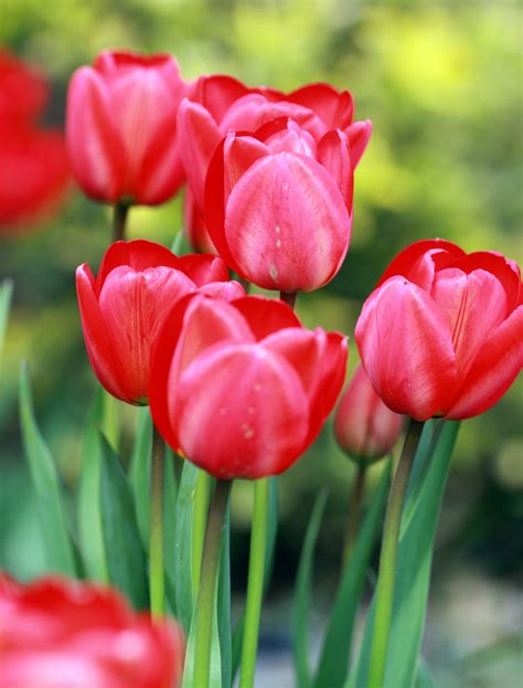 Red Tulips In Garden Free Stock Photo Public Domain Pictures