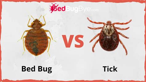 Bed Bugs Vs Ticks Did You Know Bed Bug Bye