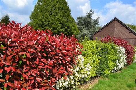 Best Fast Growing Hedges For Privacy Around Your Home Or Garden