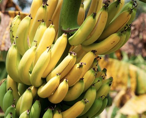 Organic Bananas Cavendish Approx 3 5 700 800g Farm Fresh Organics