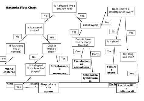 Bacterial Flow Chart Teaching Resources