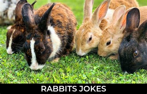 90 Rabbits Jokes That Are Funny And Good Jokojokes