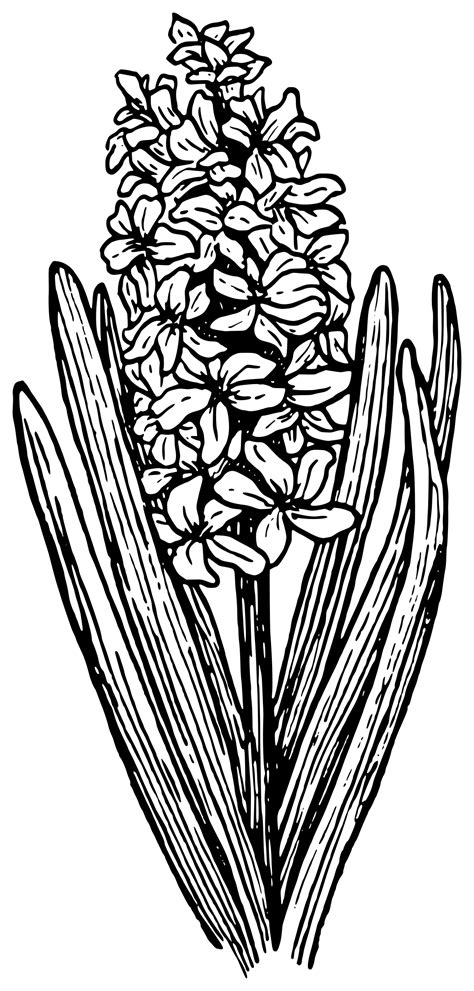 Free ambulance cartoon, download free clip art, free clip art on clipart library. Hyacinthus clipart - Clipground