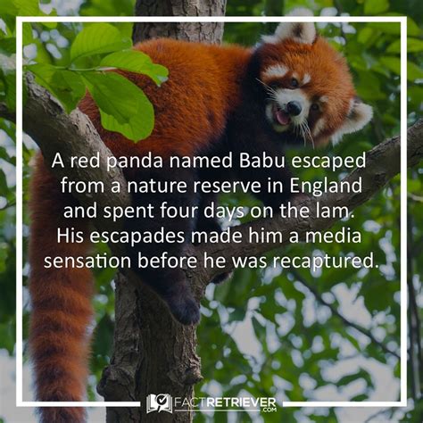 32 Interesting Red Panda Facts Fact