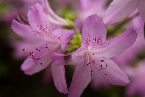 Spring Flower Purple Azalea Flowers Free Nature Pictures By