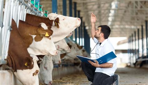 Moo-rific Laughter: Udderly Hilarious Cow Jokes!