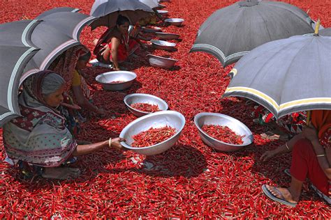 Dry Chili Peppers Sorting Sabina Akter Flickr