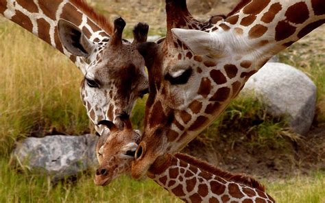 Baby Giraffe Wallpapers Top Free Baby Giraffe Backgrounds