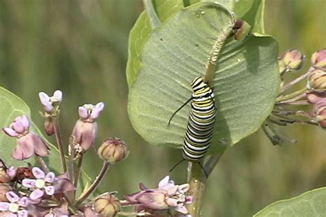 Monarch Butterfly Habitat Needs