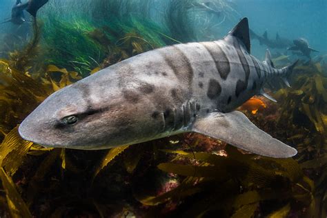 Greg Lecoeur Underwater And Wildlife Photography Leopard Shark Triakis Semifasciata