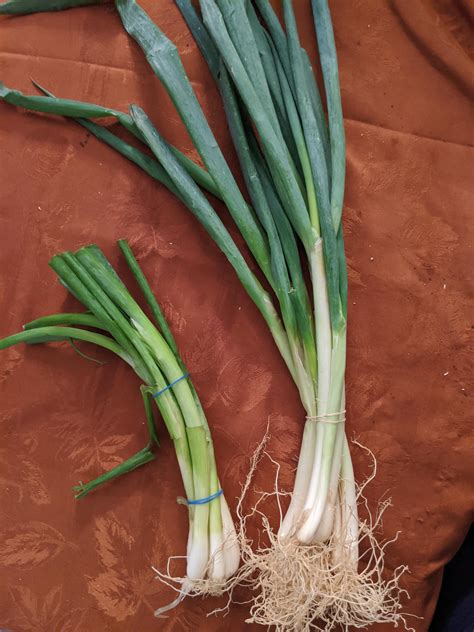 Green onions from the grocery store vs the Korean market. Same price ...