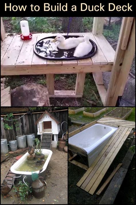 Raise Ducks In Your Backyard By Building This Simple Duck Deck And Pond