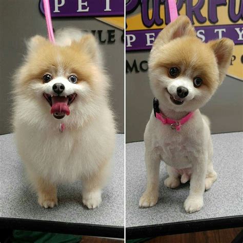56 Amazing How To Give A Pomeranian A Haircut Haircut Trends