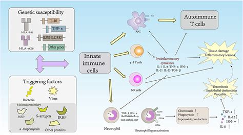 Frontiers Immunopathogenesis Of Behcets Disease Immunology