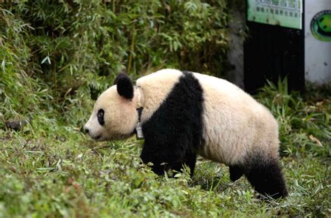 Giant Panda Xue Xue Is Released