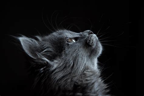 Wallpaper Cat Muzzle Profile Black Background Hd Widescreen High
