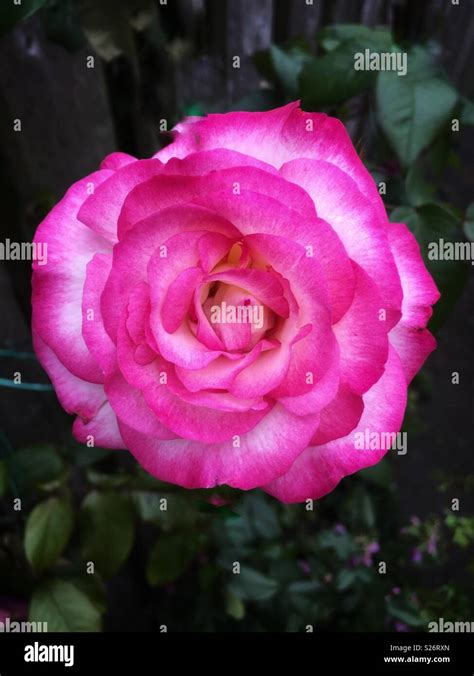 Pretty In Pink Rose Stock Photo Alamy