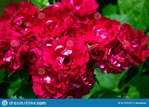 Garden Spray Red Roses With Bright Buds Stock Image Image Of Natural