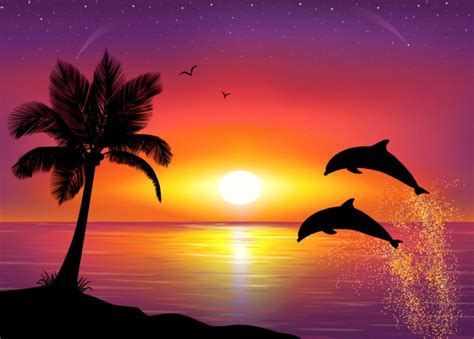 Dolphins Sunset Images Hd Best Image Background