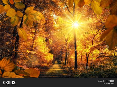 Gold Autumn Scenery Image And Photo Free Trial Bigstock