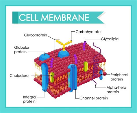 Human Cell Membrane Structure Vector Art At Vecteezy
