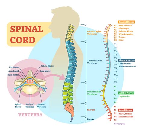 The spinal cord is an extension of the brainstem that begins at the foramen magnum and continues down through the vertebral canal to the first lumbar spinal nerves emerge in pairs, one from each side of the spinal cord along its length. MRI Screening of Whole Spine: Anatomy, Procedure, Cost and ...