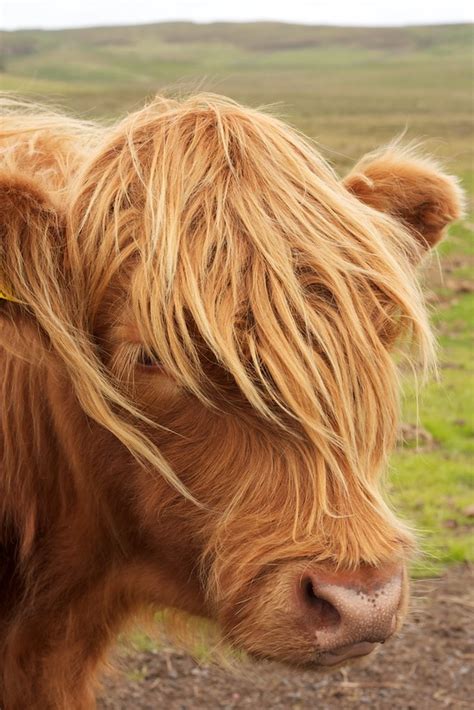Heilan Coo Highland Cow Skye Derek Mcalpine Flickr