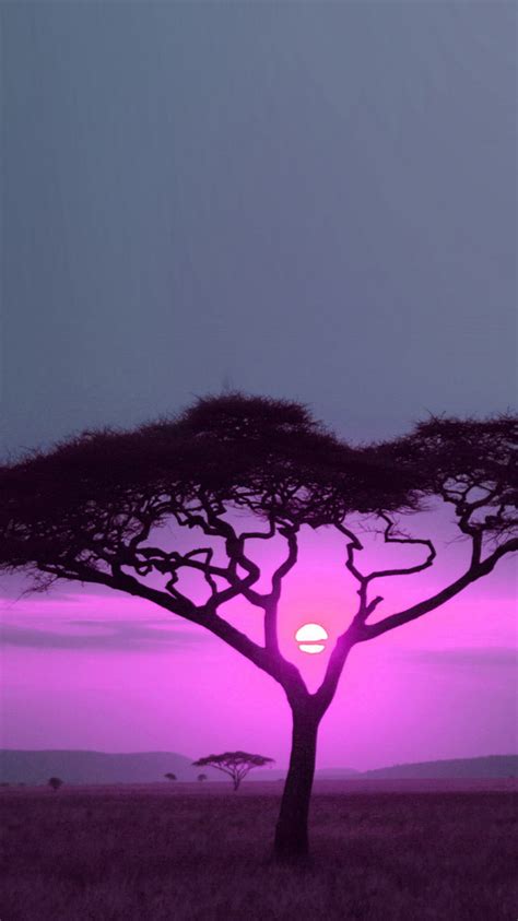 African Savana Sunset Pink Iphone 6 Wallpaper Ipod