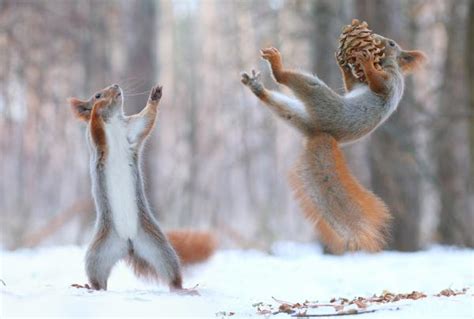 Adorable Images Of Squirrels Playing In The Snow Viewkick