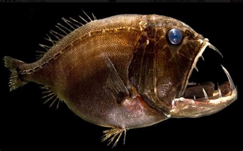 International Fishing News Video Scary And Strange Deep Sea Creatures