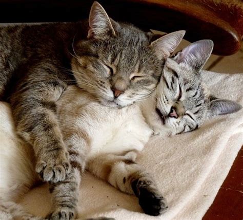 How To Cuddle 101 Cute Cats And Kittens Kittens Cutest Funny Animals