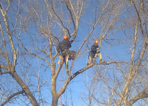 Why Your Trees Love Winter Pruning