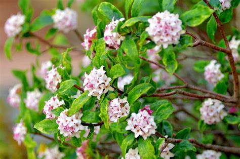 Growing Guide For Daphne Odora Plant Care Tips And Varieties