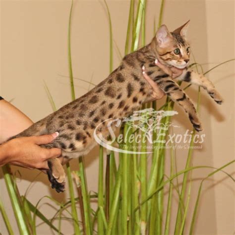 F5 Savannah Kittens Savannah Cat Select Exotics