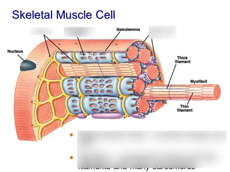 Skeletal Muscle Cell Diagram Quizlet