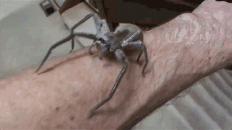 Sydney Funnel Web Spider GIFs Get The Best GIF On GIPHY