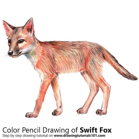 Swift Fox With Color Pencils Time Lapse Swift Fox Fox Color