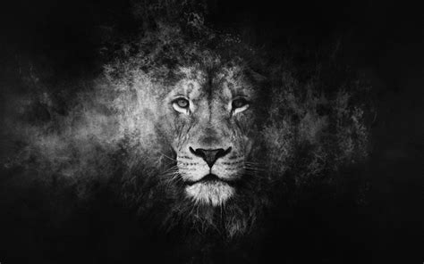 Black Lion Cool Wallpapers Top Free Black Lion Cool Backgrounds