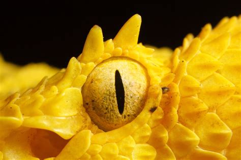 Yellow Eyelash Pit Viper Bothriechis Schlegelii Von Pbertner Pretty