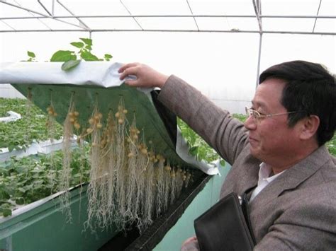 Hydroponic Potato Growing Easy Anf Fun Make An Aquaponics