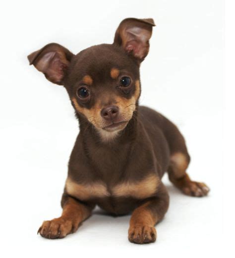 Adorable Chihuahua Brown Puppies L2sanpiero